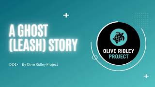 The Ghost Leash Story | Olive Ridley Project