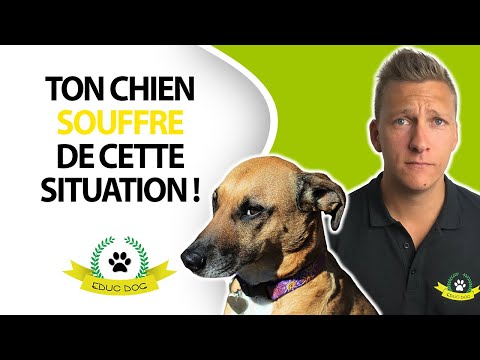 Vidéo: Votre Chiot A-t-il Une Anxiété De Séparation ?