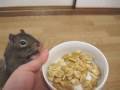 止まらないカボチャの種 - Irresistible Pumpkin Seeds