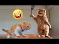 Try not to laugh animals  1 hour of funniest cats 19  funny animals