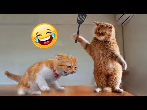 Funny Cats Compilation [Must See] Funny Cat Videos Ever - Try not to laugh  challenge #1 on Make a GIF