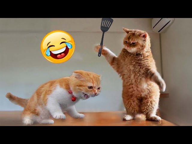 Funny Cats Compilation [Most See] Funny Cat Videos Ever Part 1 on Make a GIF