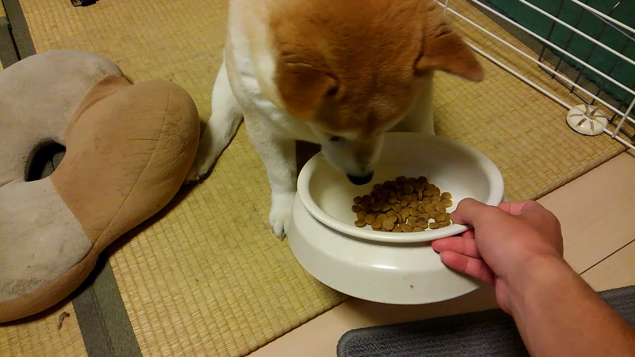 手で餌をあげないと食べない犬 The dog doesn't eat a meal unless I feed it