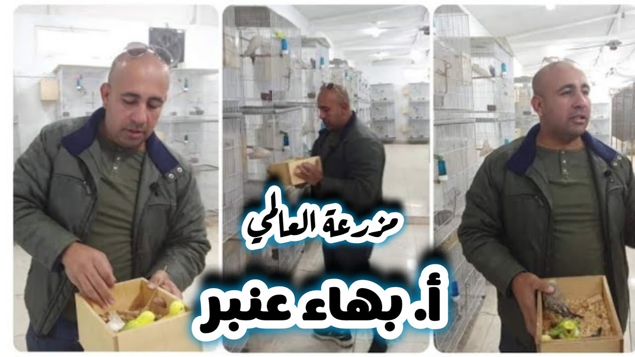 أكبر مزرعه بادجي في العالم | من داخل احد عنابر التفريخ بمزرعه بطل البادجي بهاء عنبر | هنشوف ابطال