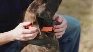 Ep.1  K9 Dog Training with Mike Ritland: Buying an ecollar