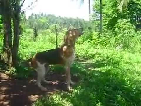 Video: Amerikan Foxhound Köpək Hipoallergenik, Sağlamlıq Və Ömür