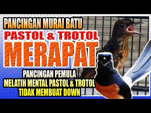 PASTOL & TROTOL MERAPAT || PANCINGAN MURAI BATU PEMULA TIDAK BIKIN DOWN || murai batu | shama bird class=
