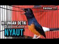 Murai batu gacor ampuh buat pancingan murai batu agar bunyi jadikan burung murai gacor emosi nyaut