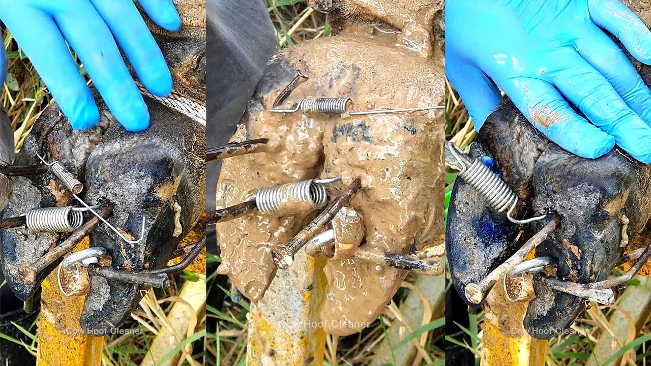 Must See!   We Removed and Clean Up a Screw Nail from a Cow’s Hoof