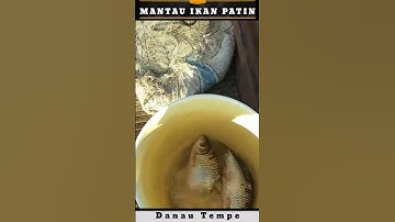 Jaring Ikan Babon Di danau Tempe