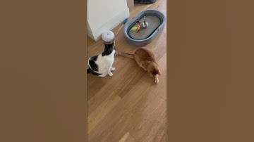 No reaction vs over reaction to laser pointer #猫 #kitten #kitty #cutecat #kittycat #catlover #cat