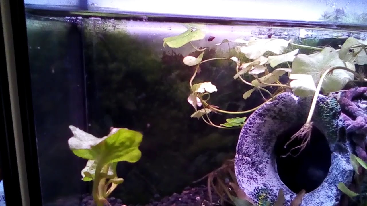 Betta Fighter Fish Fry, so small. 