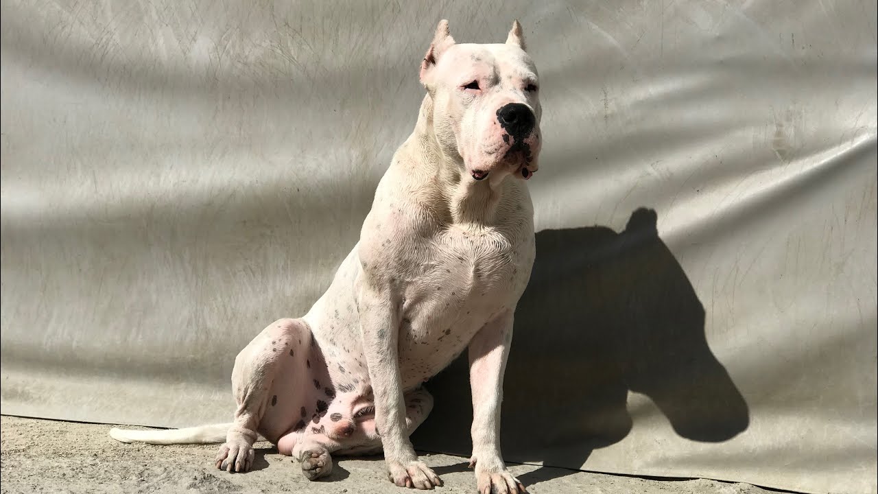 Erkek Dogo Argentino Banyo Zamanı By Dogo Argentino Tv