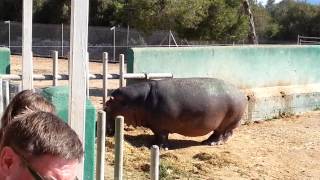 Safari Zoo Mallorca - Flusspferde