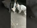 cat cute movement.shorts