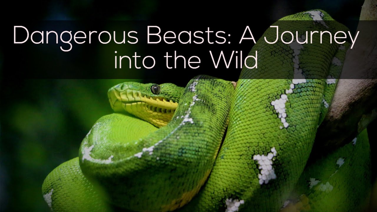 Dangerous Beasts: A Journey into the Wild😲😲😲|| - YouTube