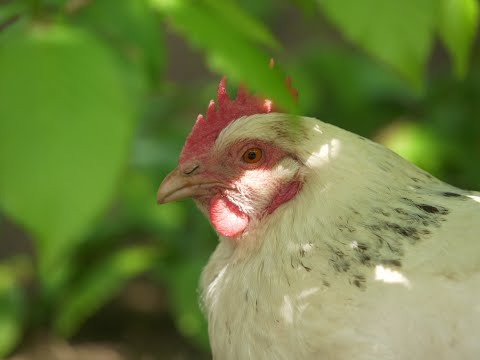 Video: Hühnermist-Kompost - Hühnermist zur Düngung im Gemüsegarten