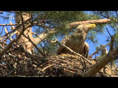 Video: Gefährdete Tiere Und Vögel Russlands