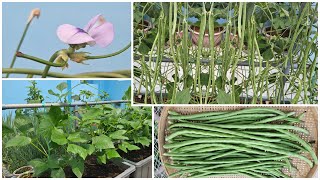 How to grow yard long beans