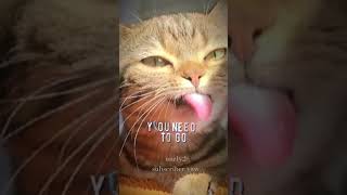 KEREN GKS SIW #fypシ #cat #miau #kucinganggoralucudanimut