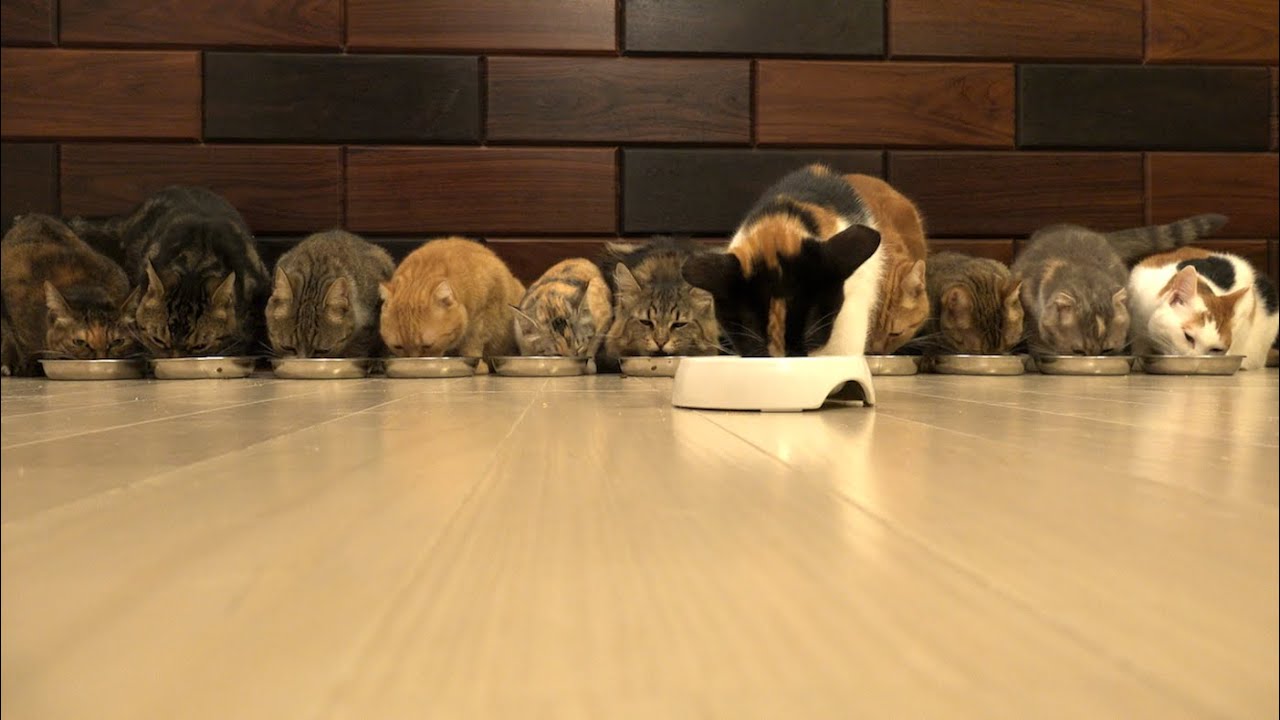 cat playing with cockroach 12 Cats Munch Away Cat Food