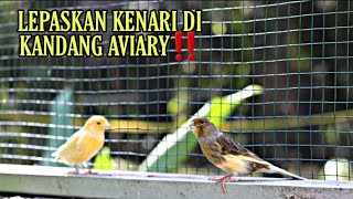 NEKAAAT‼ LEPAS KENARI DI KANDANG AVIARY‼