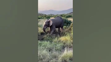 Elephant Sprays Mud And Dust All Over Its Body To Protect From Sunburn And Insects In Kenya 
