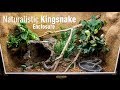Setting up a Naturalistic Kingsnake Enclosure