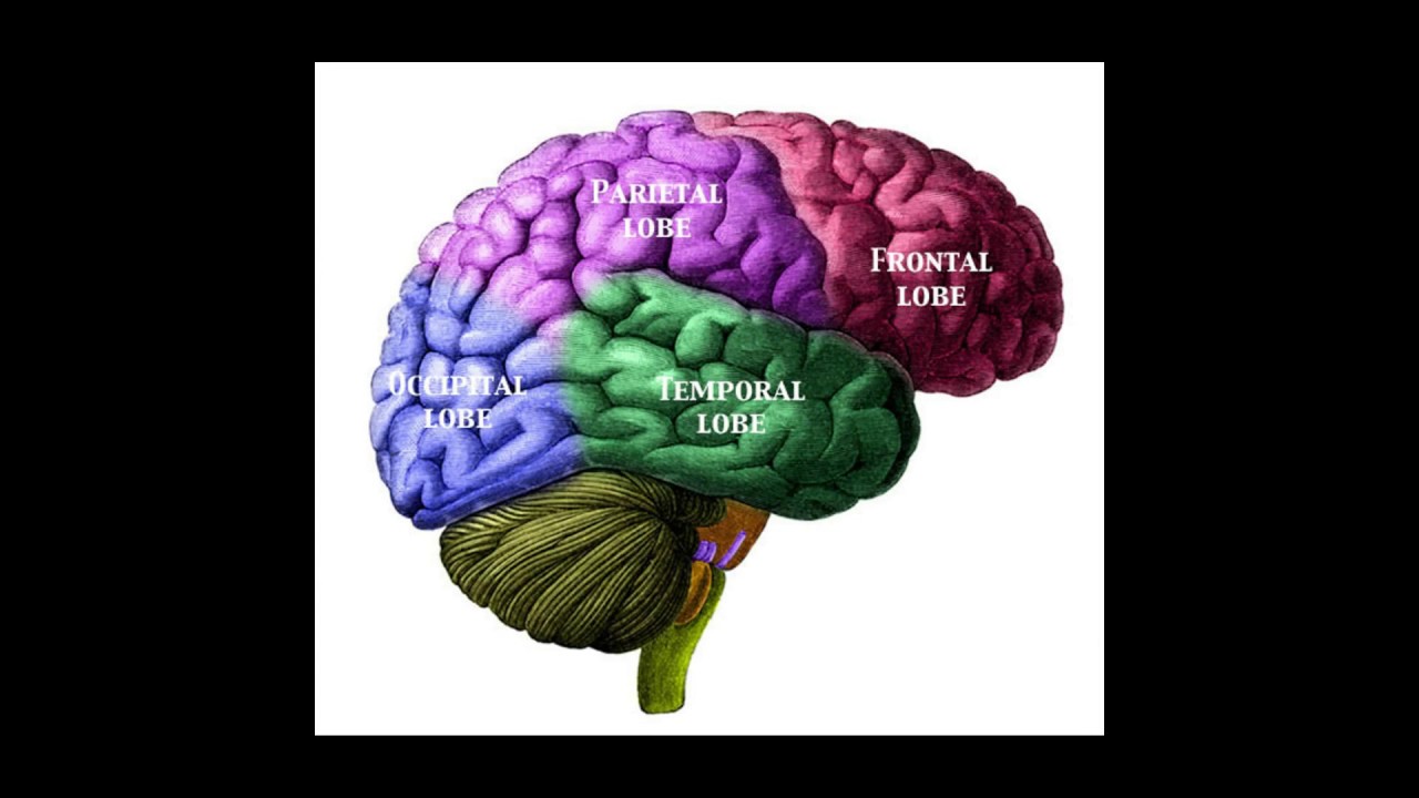Головной мозг неврология. Parietal Lobe. Jim Lobe. Lobes where are.