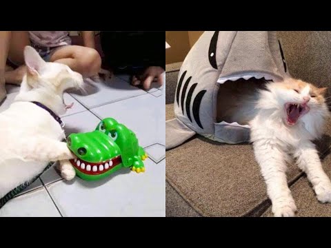Download Funniest Animals - Best Of The 2021 Funny Animal Videos #29