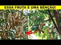 ESSE FRUTO VALE MAIS QUE UMA MINA DE OURO! (Colesterol, Diabetes,Imunidade ,Emagrece)