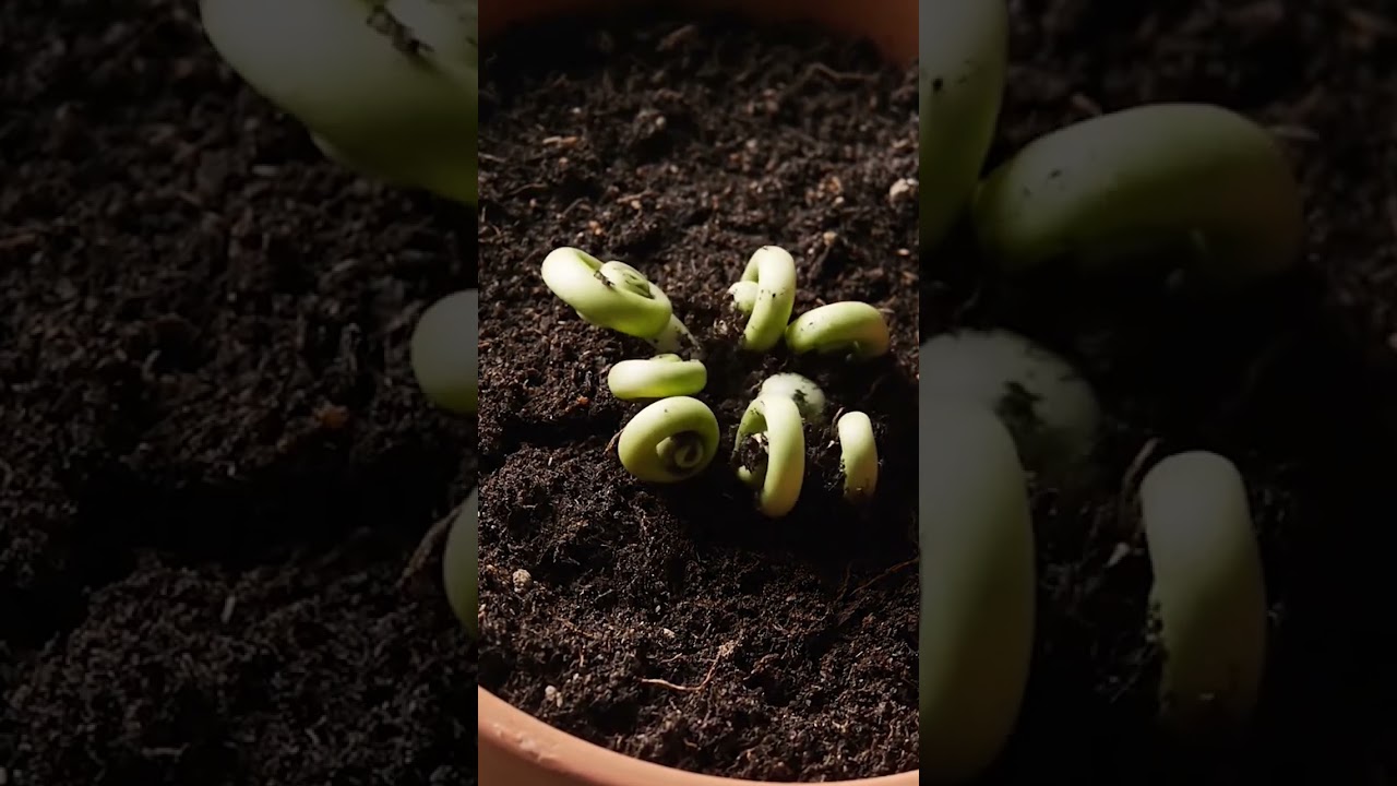 ASMR Tentacle Sprout