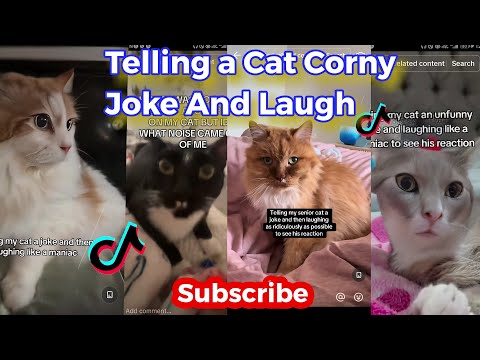 Telling My Cat a Joke And Laughing Crazy To Get Her Reaction Challenge