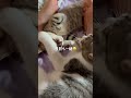 今日も一緒(笑)生後2ヶ月 #保護猫 #里親 #猫のいる暮らし