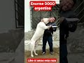 Enorme DOGO Argentino Shorts Dog