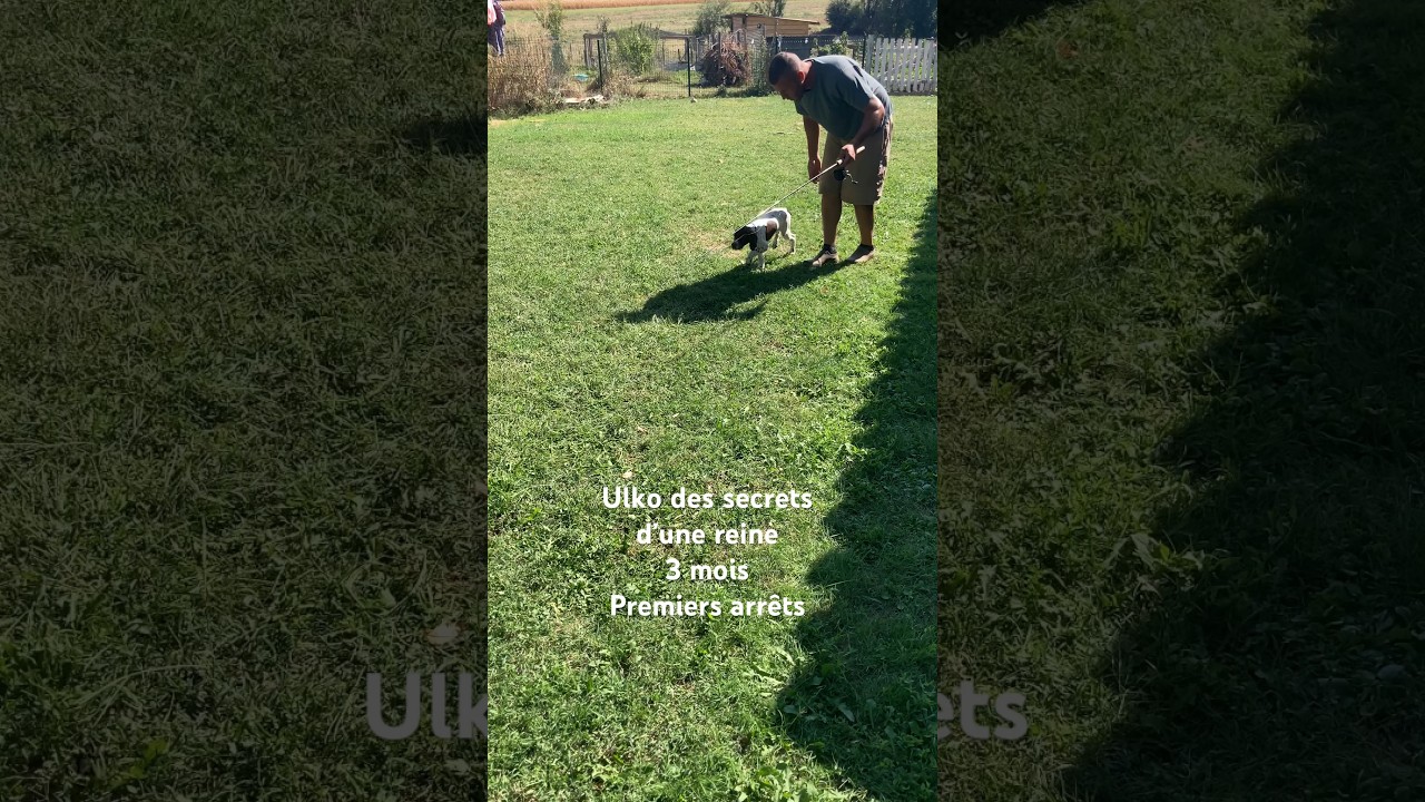 Braque français. Ulko des secrets d’une reine. Arrêt aile de faisan. Entraînement chasse