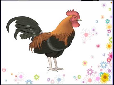 KHỐI 1-TNXH-Con ga