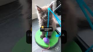 2023 Cute Cat Videos Compilation 😹🥹 | Maine Coons Cats #funnycatvideos by SlowBlink Maine Coons 221 views 6 months ago 1 minute, 51 seconds