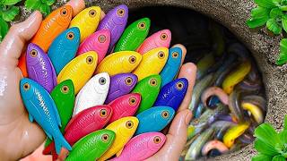 Catch beautiful aquarium fish in small pond baby turtles, eel, pencil fish, xecan, iguanas, tadpoles