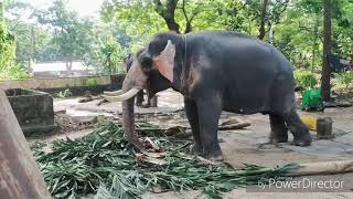 Elephant Camp in Kerala part 2 ! Haathi ka khel !