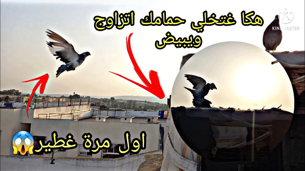 كيفاش نطلق الحمام اول مرة وميهربش+لحمام بيض+كيفاش نخلي لحمام يطير اطول مدة ممكنة