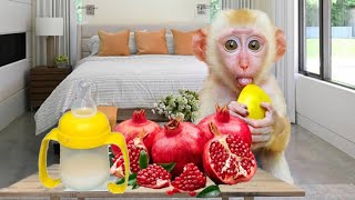 Adorable Bin Bin Eating Yummy Pomegranate In Bedroom