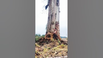 Fastest Big Tree Cutting Down Skill with Chainsaw #shortsfeed #stihl #naturedocumentary #chainsaw