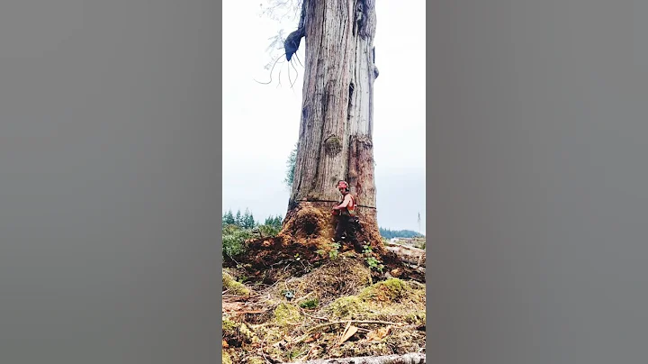 Fastest Big Tree Cutting Down Skill with Chainsaw #shortsfeed #stihl #naturedocumentary #chainsaw