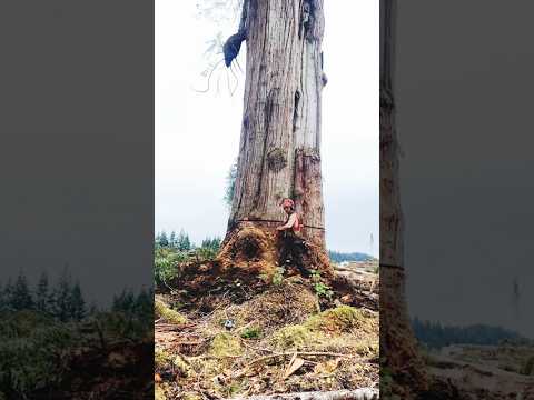 Fastest Big Tree