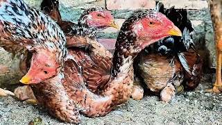 DISPONÍVEIS: Frangos e Frangas Filhos do POATAN 