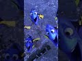What A Wonderfull World Finding Dory Big Finish 