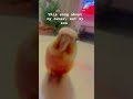 My owner so dumb IQ 21 ￼