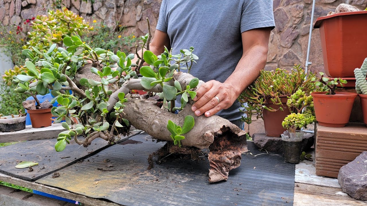 Толстый ствол нефритового дерева выброшен на улицу | Крассула Овата Спасение | Советы 🌵#isaaculentas