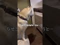 人間の赤ちゃんを我が子だと思って世話をするシベリアンハスキー